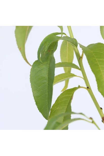 Листя персика штамбового ’Намисто’ 